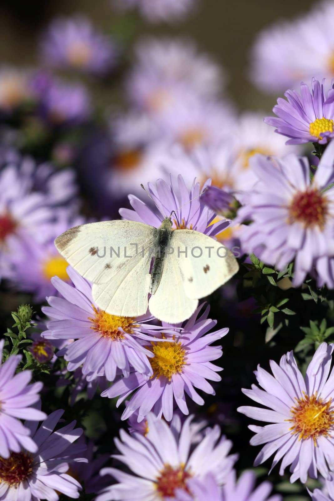 butterfly on flower nature background  by goce