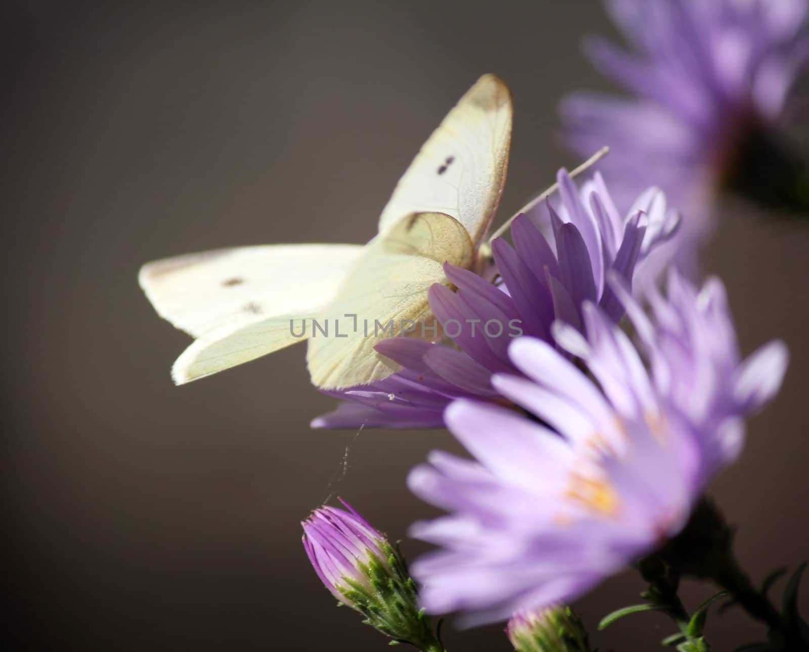 butterfly on flower nature scene by goce