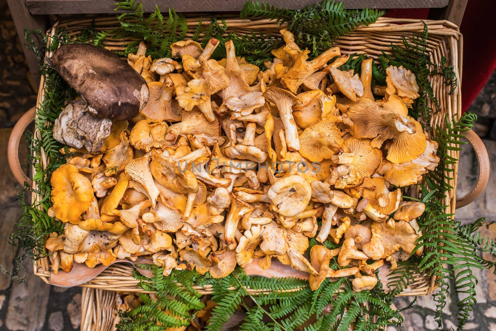 Golden Chanterelles mushroom basket dordogne perigord France