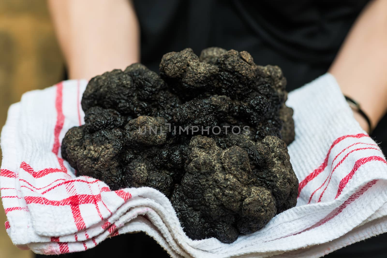 woman holding biggest black truffle dordogne perigord France