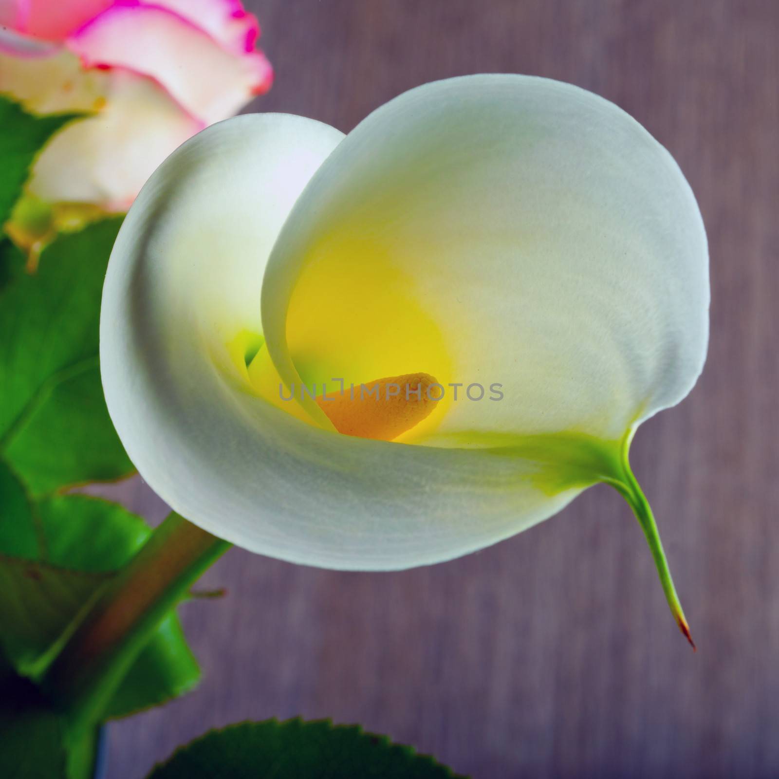 White calla in closeup coming out of a bunch