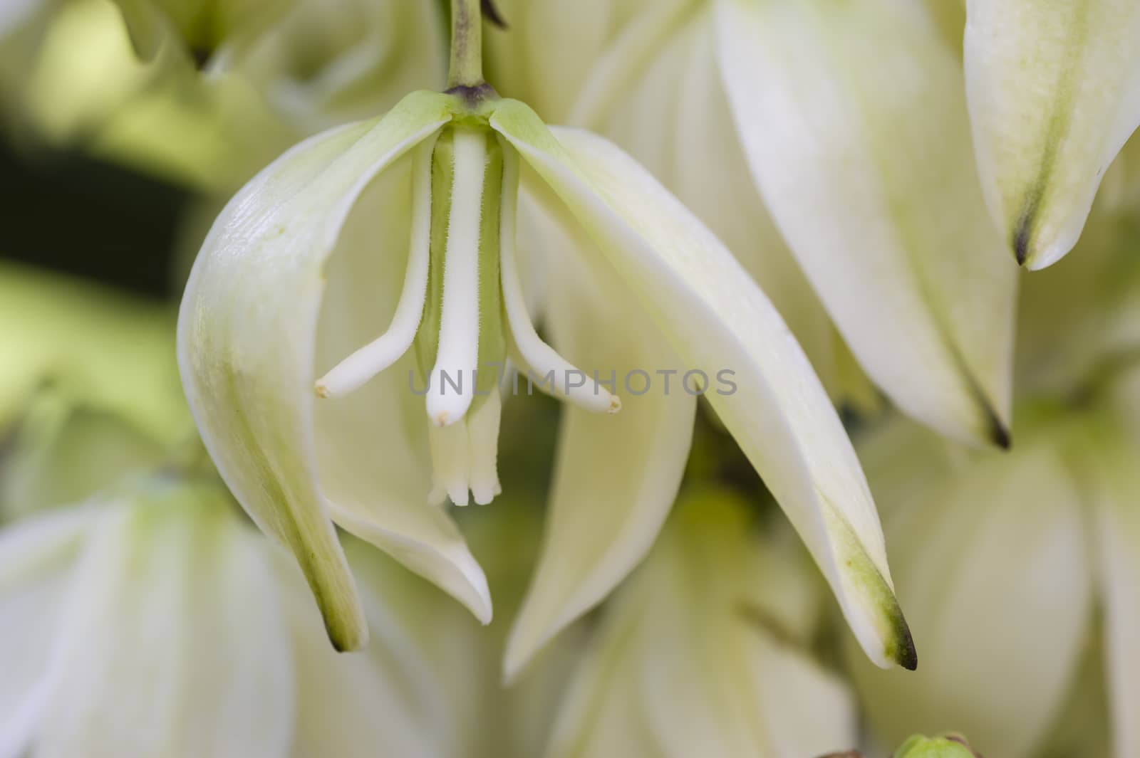 Detail of inside of the Yucca plant flower