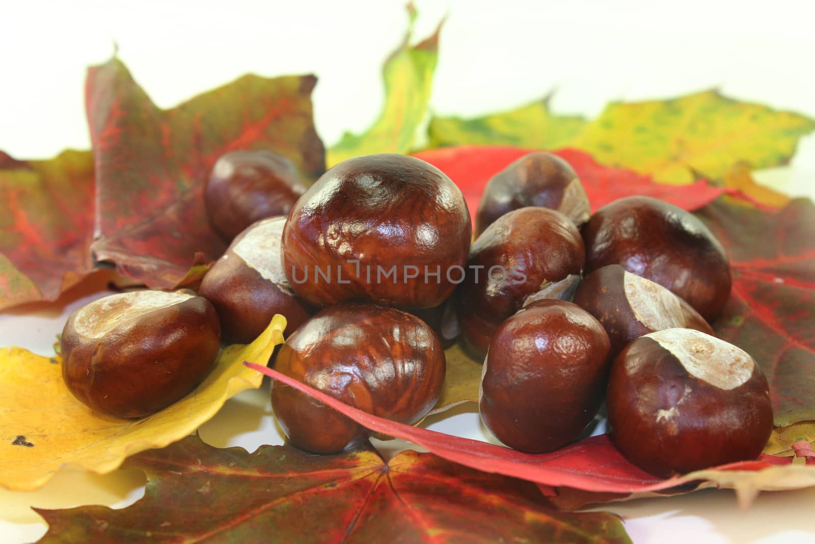 freshly picked chestnuts against white background