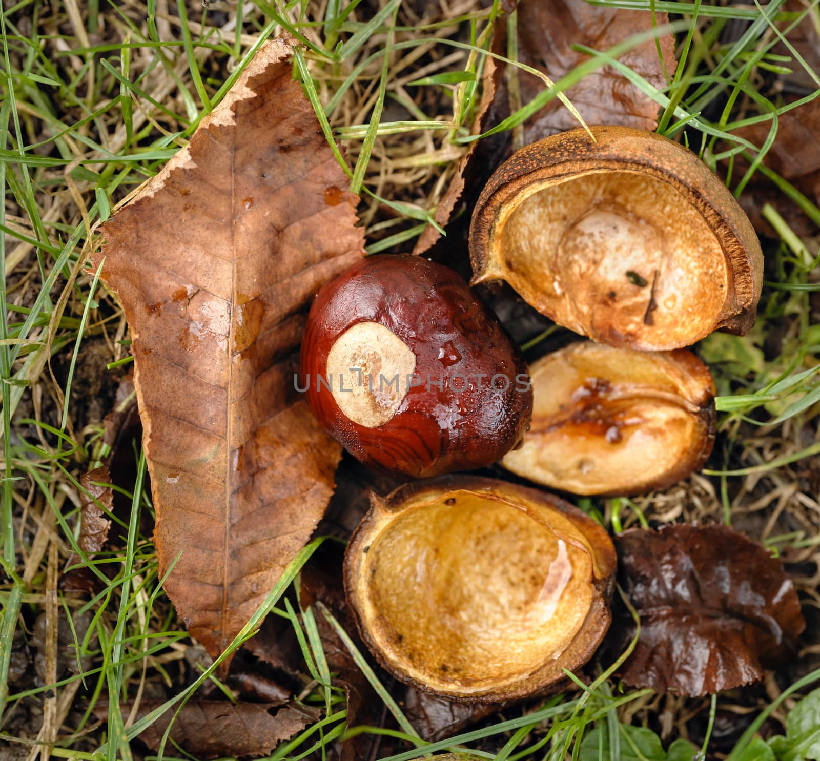 horse chestnut seed of the Hippocastanum tree in Autumn