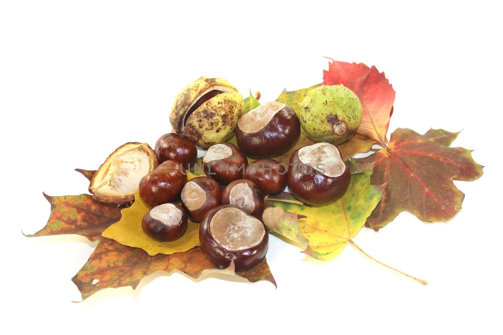 horse chestnuts with autumn leaves on a light background