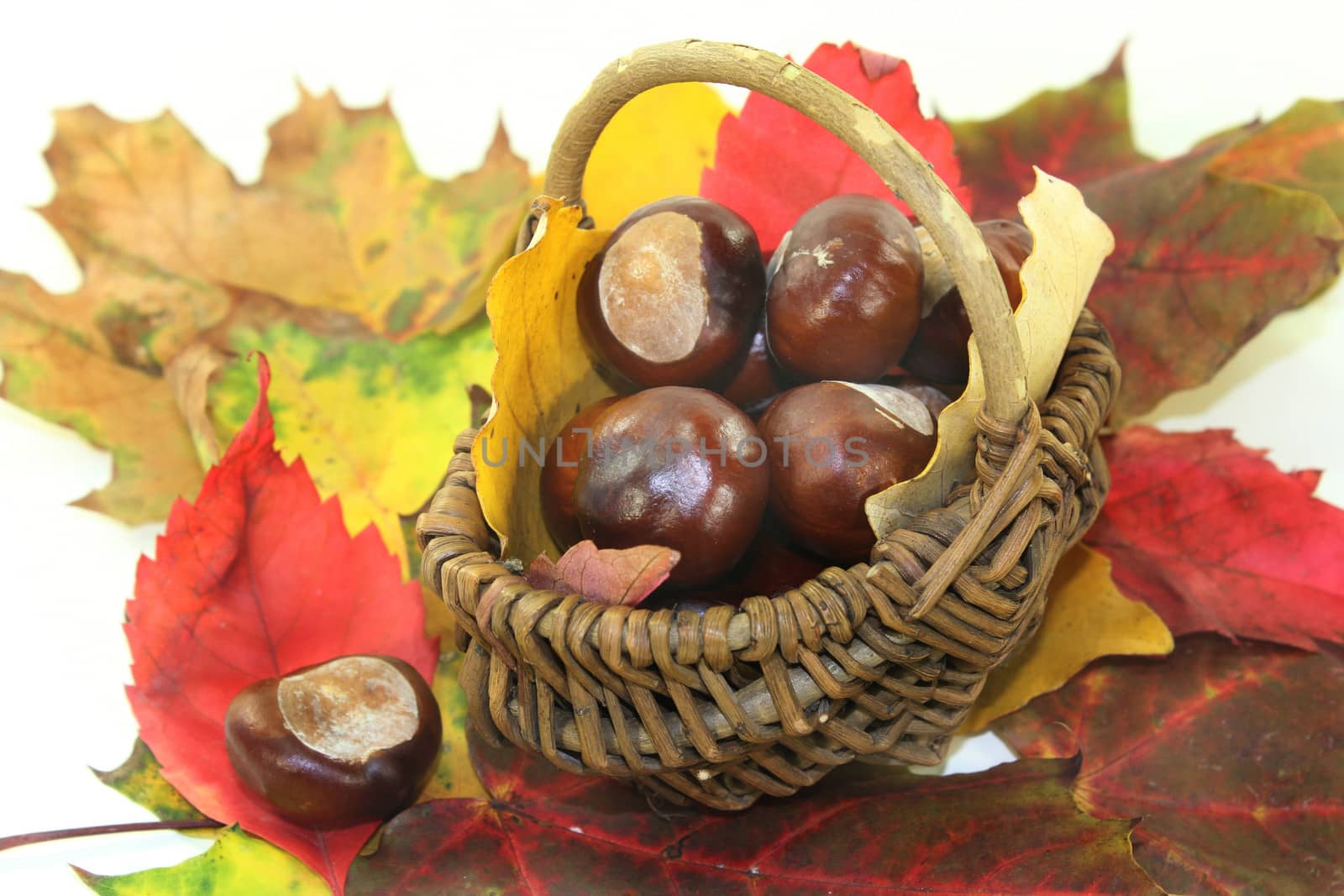 freshly picked chestnuts against white background