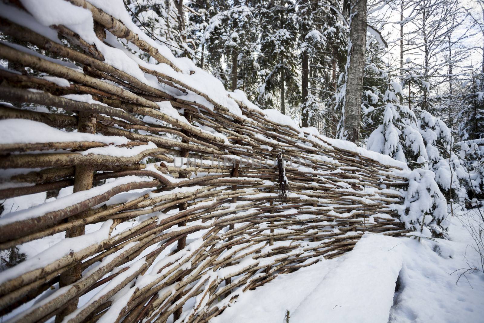 Snow covered Wattle fence in forest