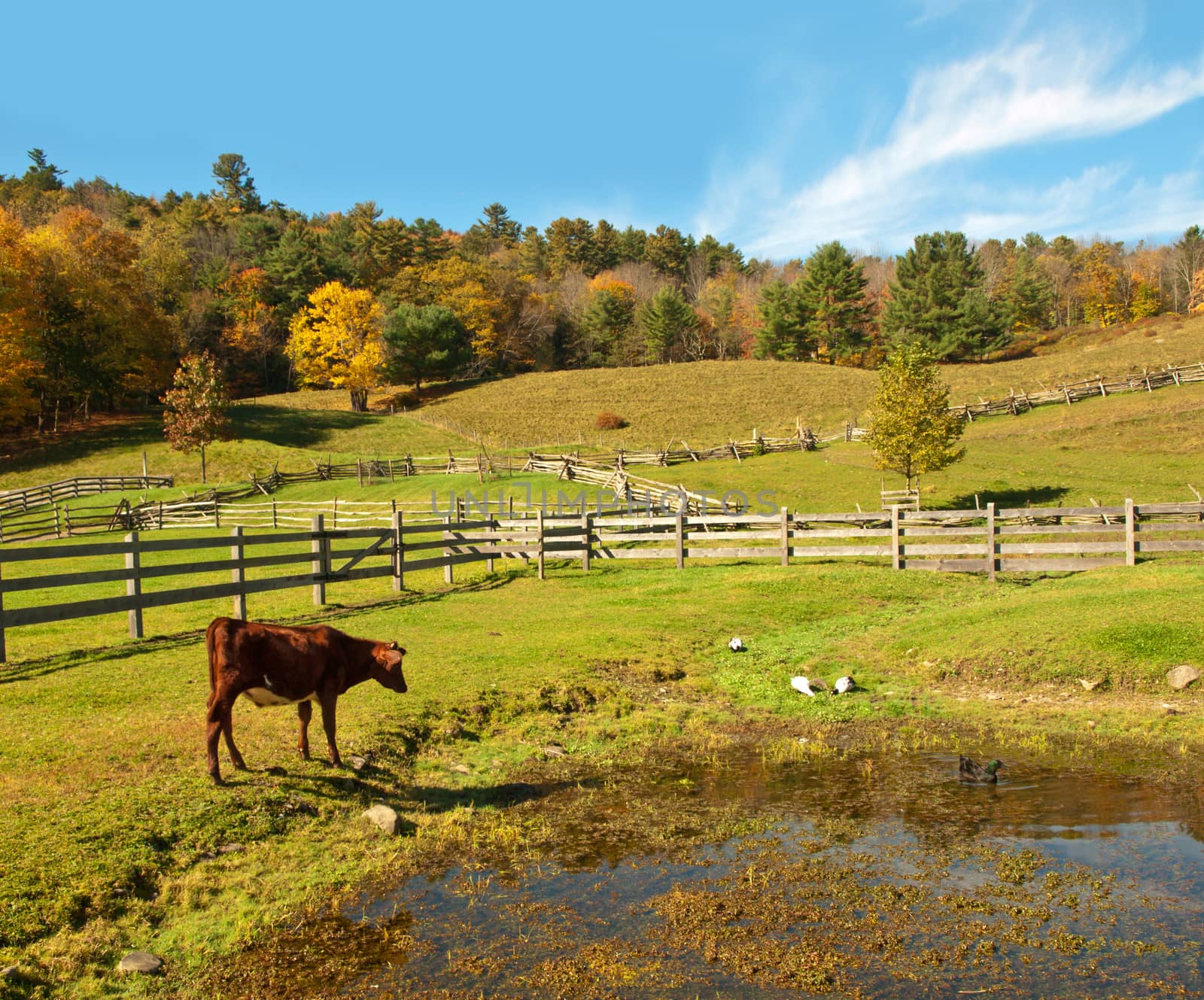 autumn landscape of a farm with young cow and ducks