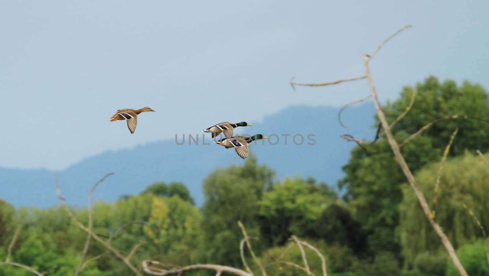 Group of mallard duck flying upon trees