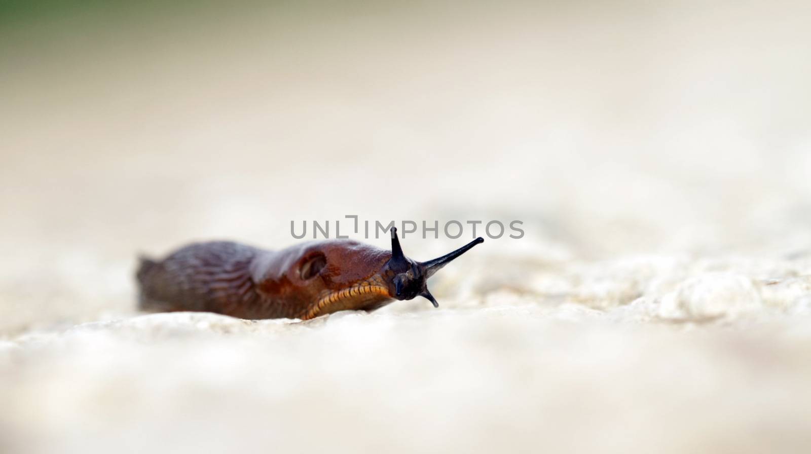 Brown slug moving slowly on ground after the rain, antenna up