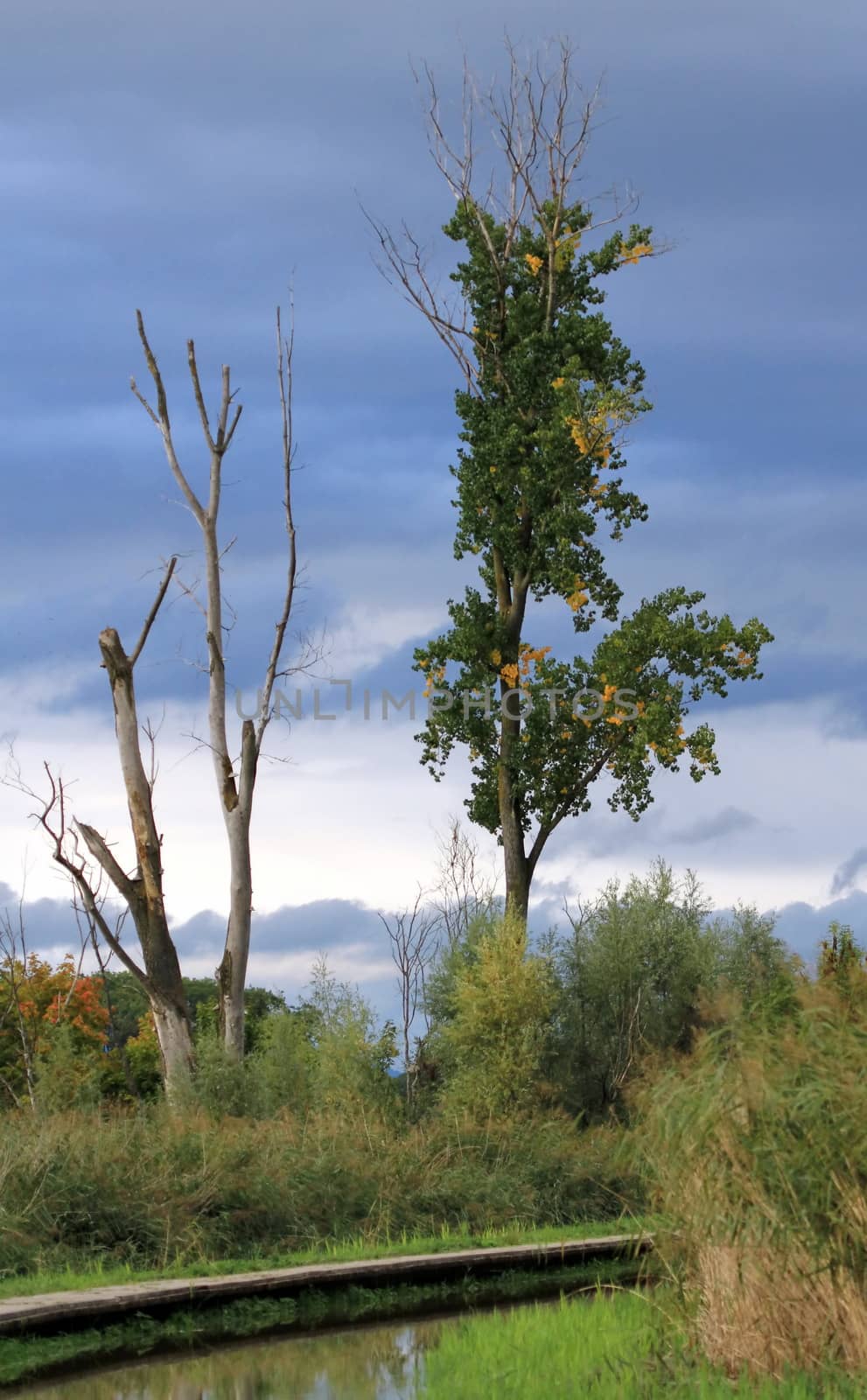 Dead trunk next to alive tree in nature with pond and grey sky