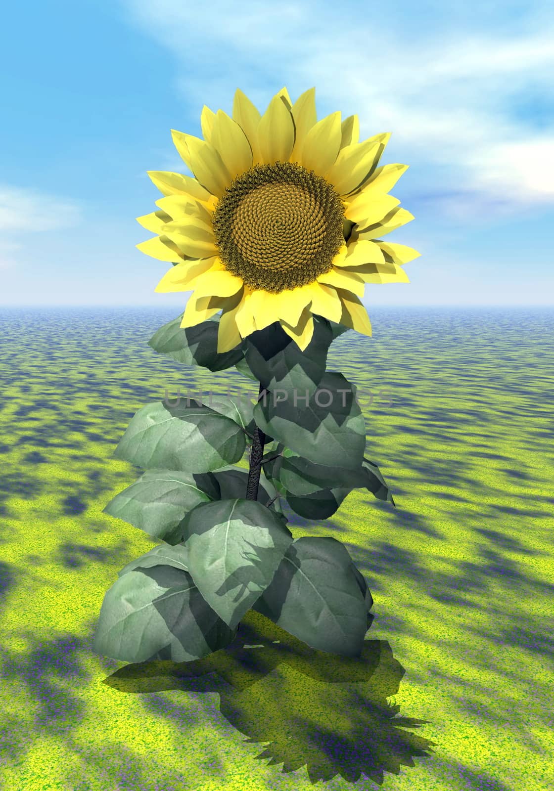 Close up on one sunflower standing out of the grass by beautiful day