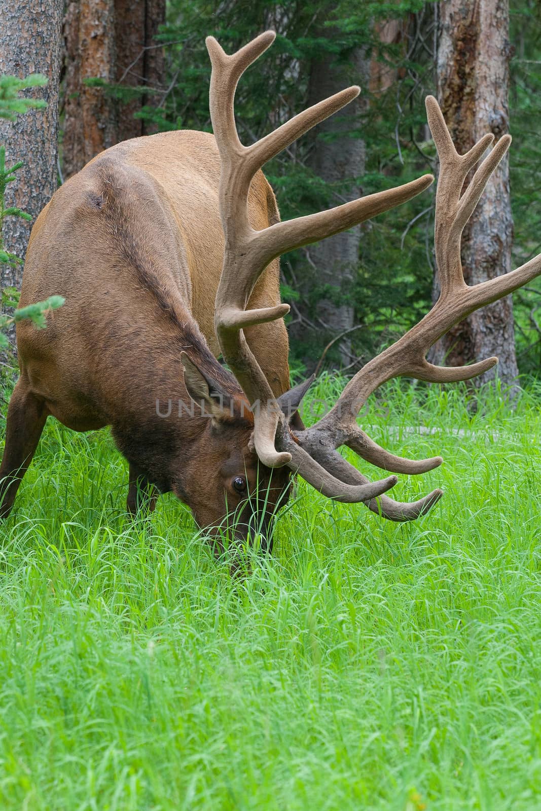 Large bull elk standing in a meadow in the woods in Yellowstone National Park