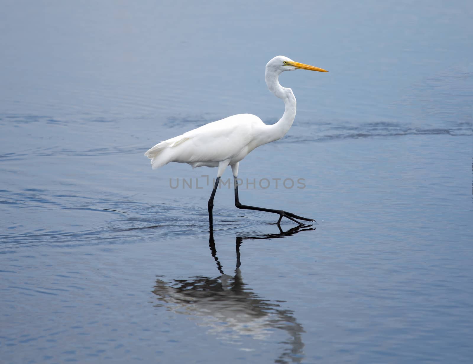This Great Egret is striding purposely across the wetlands.