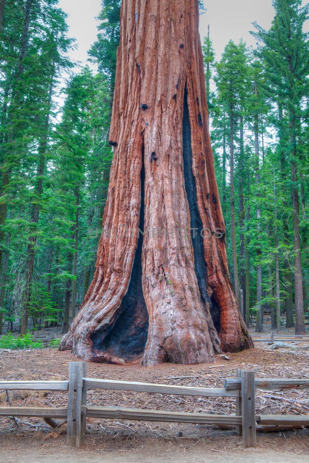 General Sherman,the worlds largest tree,Sequoia National Park, USA
