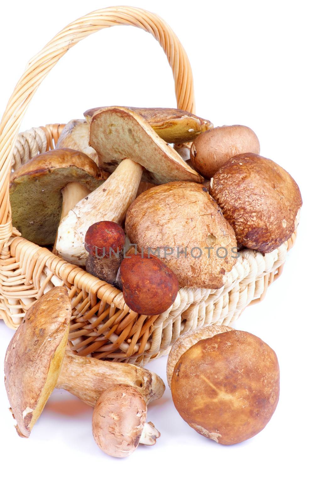 Heap of Raw Ripe Porcini Mushrooms, Orange-Cap Boletus and Peppery Bolete in Wicker Basket isolated on white background