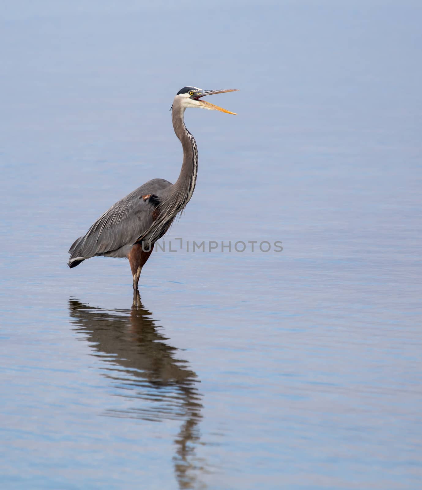 This is a Great Blue Heron squawking up a storm. It's a great greeting card cover as well as a piece to display.