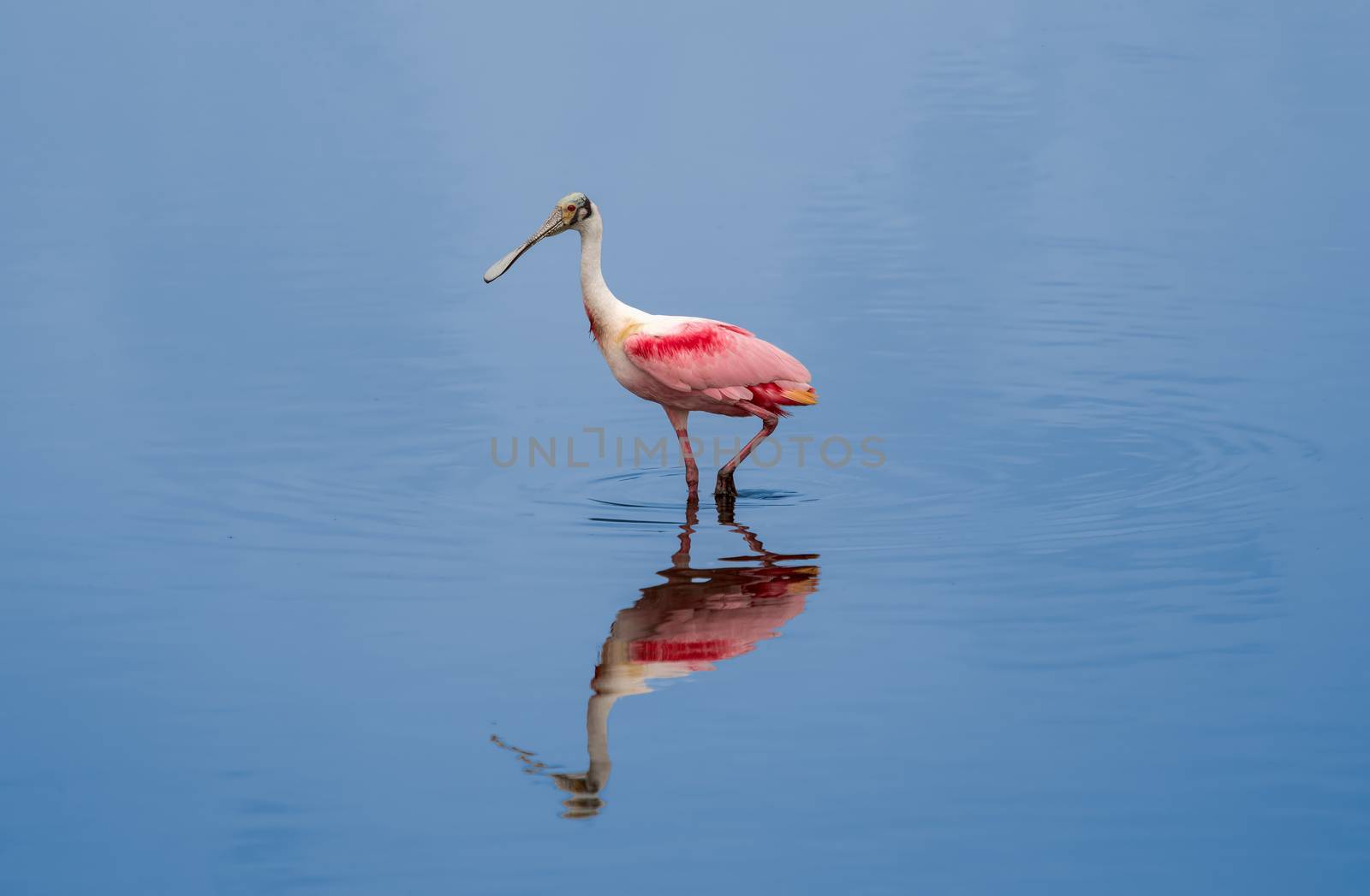 Spoonbill on a Stroll by picturyay