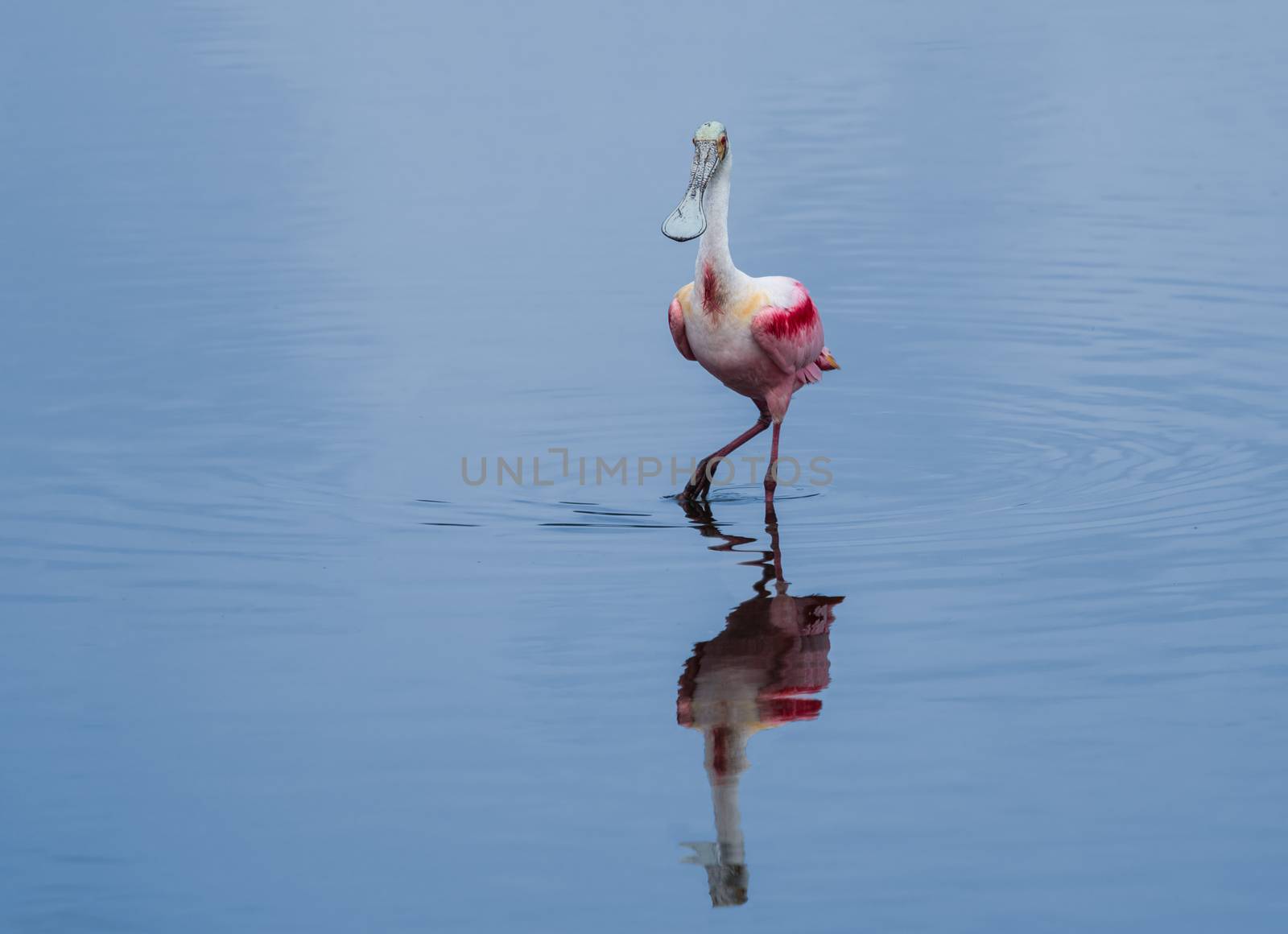 With beautiful, bright colors and an oddly-shaped head Roseate Spoonbills are graceful in flight and comical on the ground.