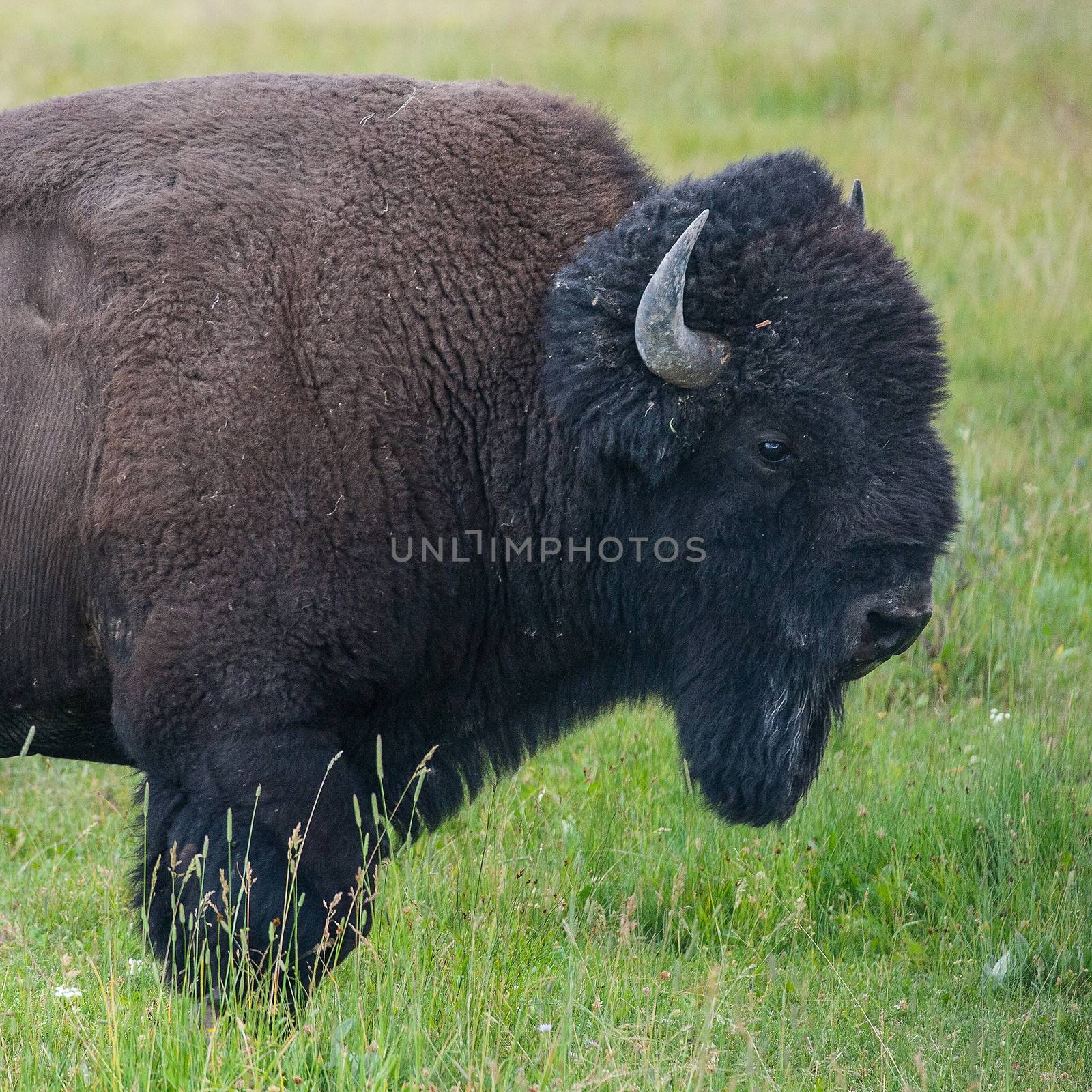 The typical American Bison in the Yellowstone National Park in USA