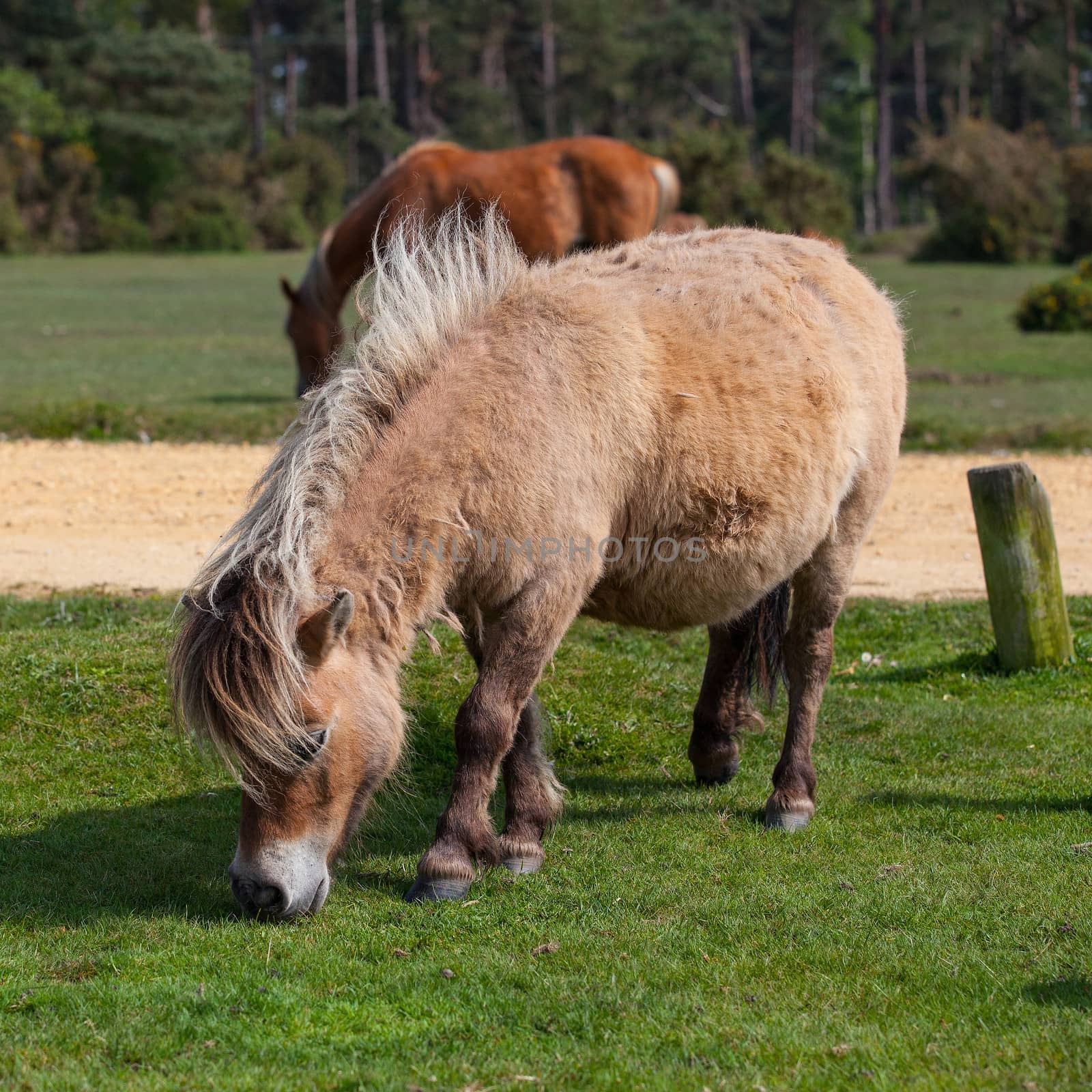 Wild pony in New Forest National Park by CaptureLight