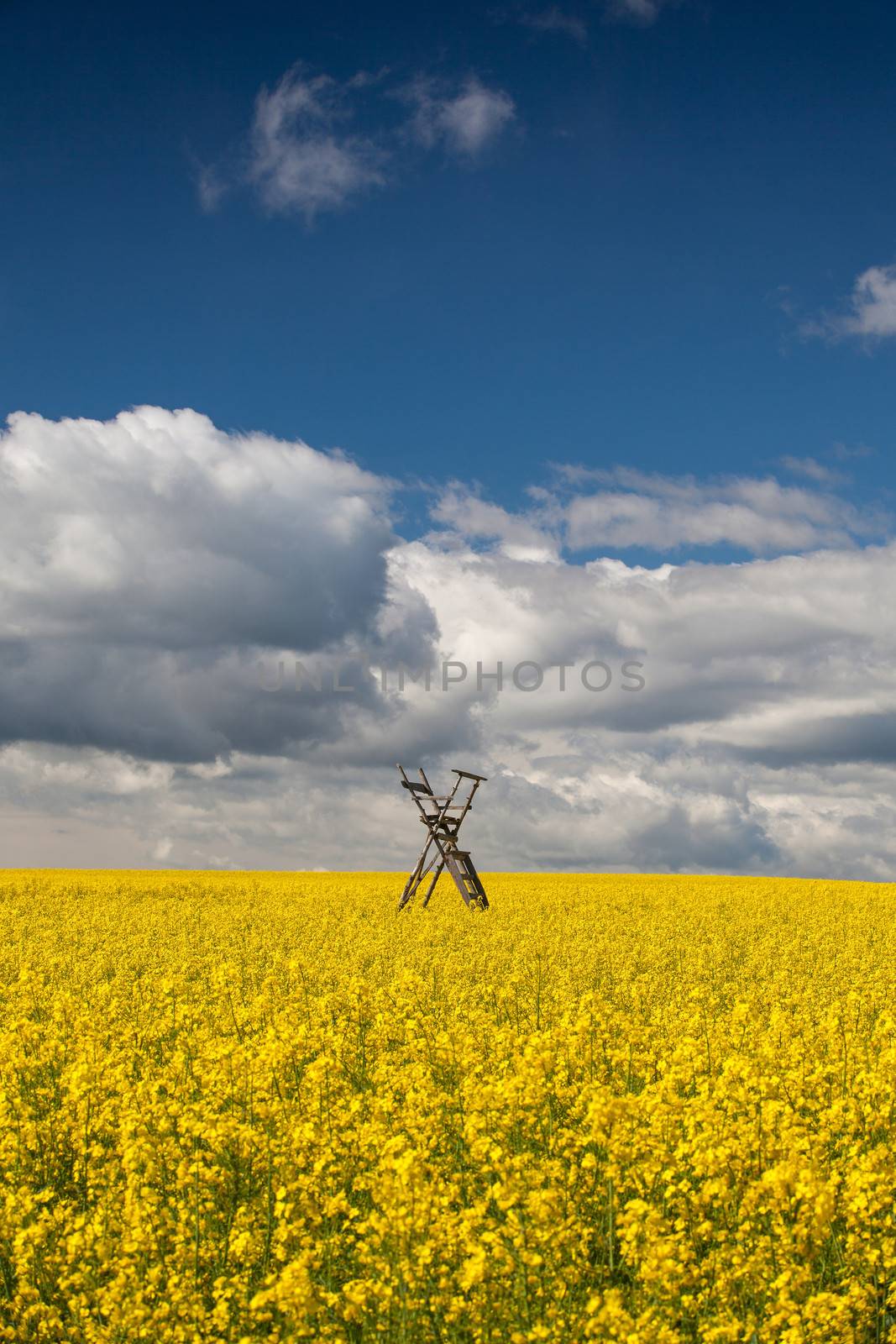 Flowers of oil in rapeseed field with hunting tower