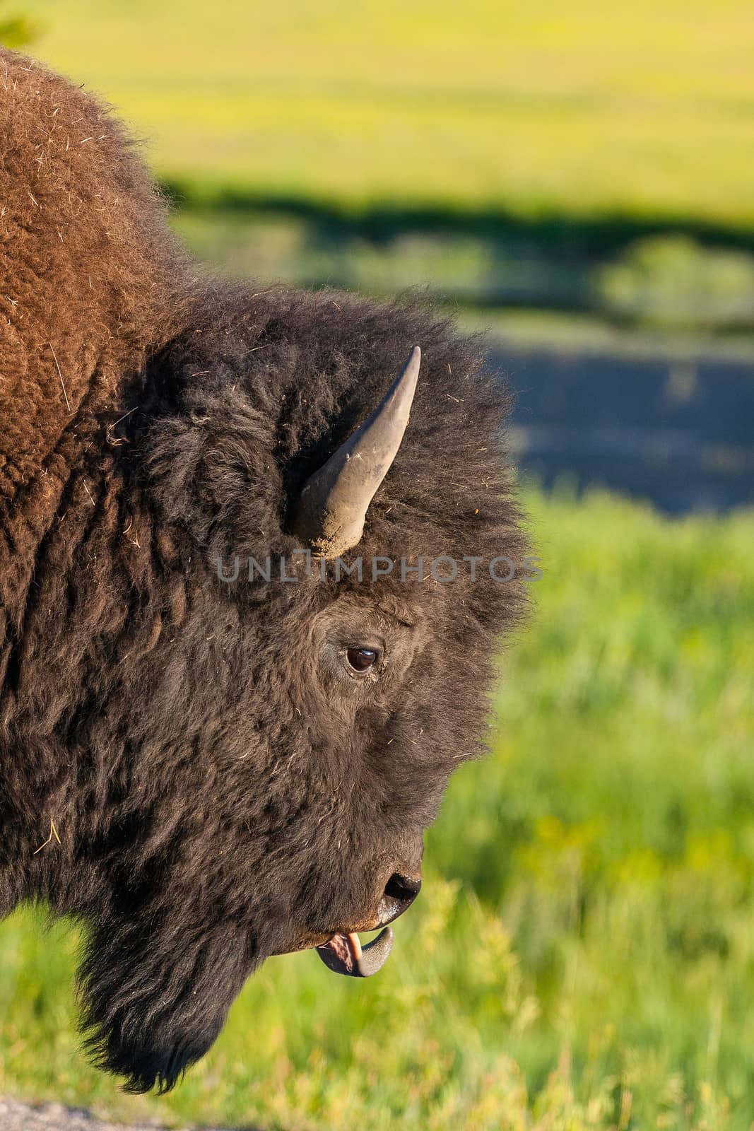 The typical American Bison in the Yellowstone National Park in USA