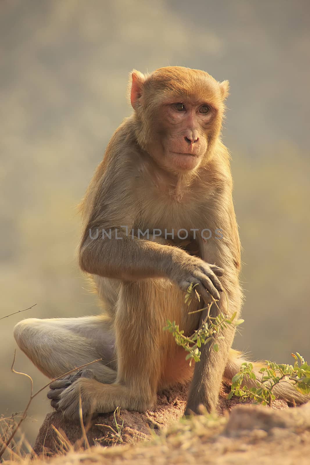 Rhesus Macaque sitting at Tughlaqabad Fort, New Delhi, India