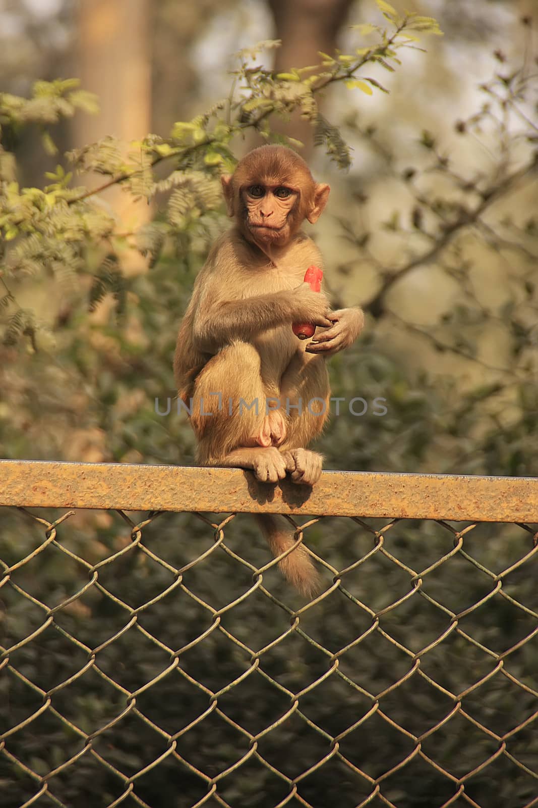 Rhesus Macaque eating carrot, New Delhi, India