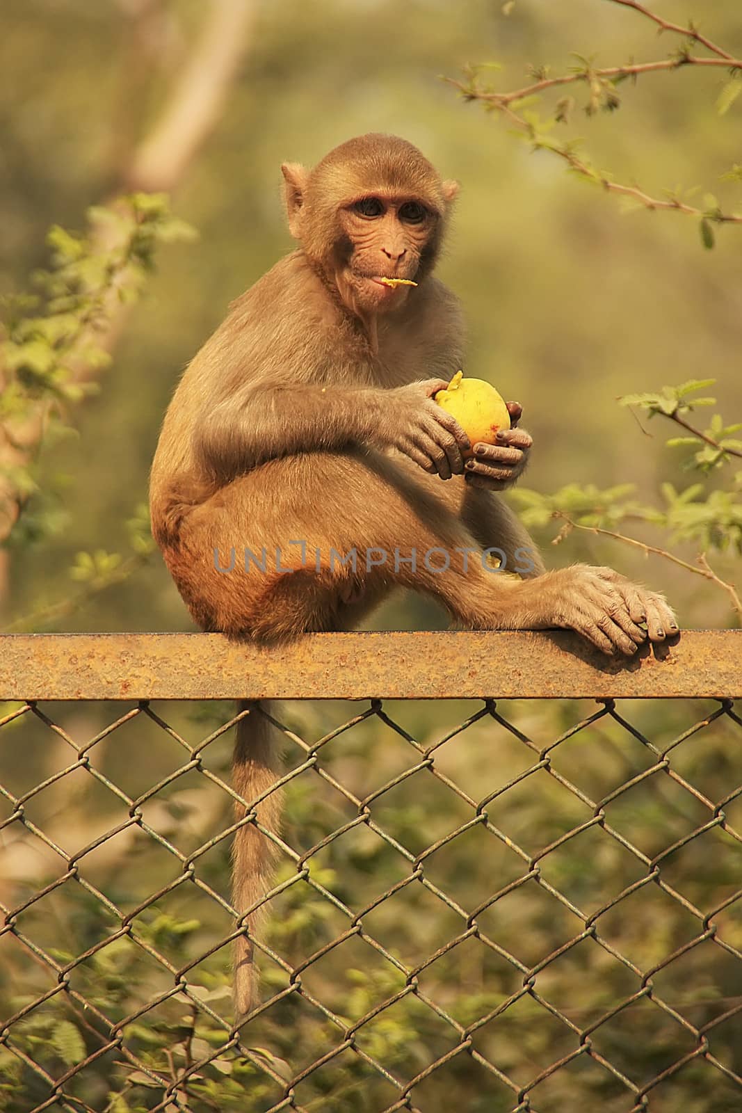 Rhesus Macaque eating an apple, New Delhi, India