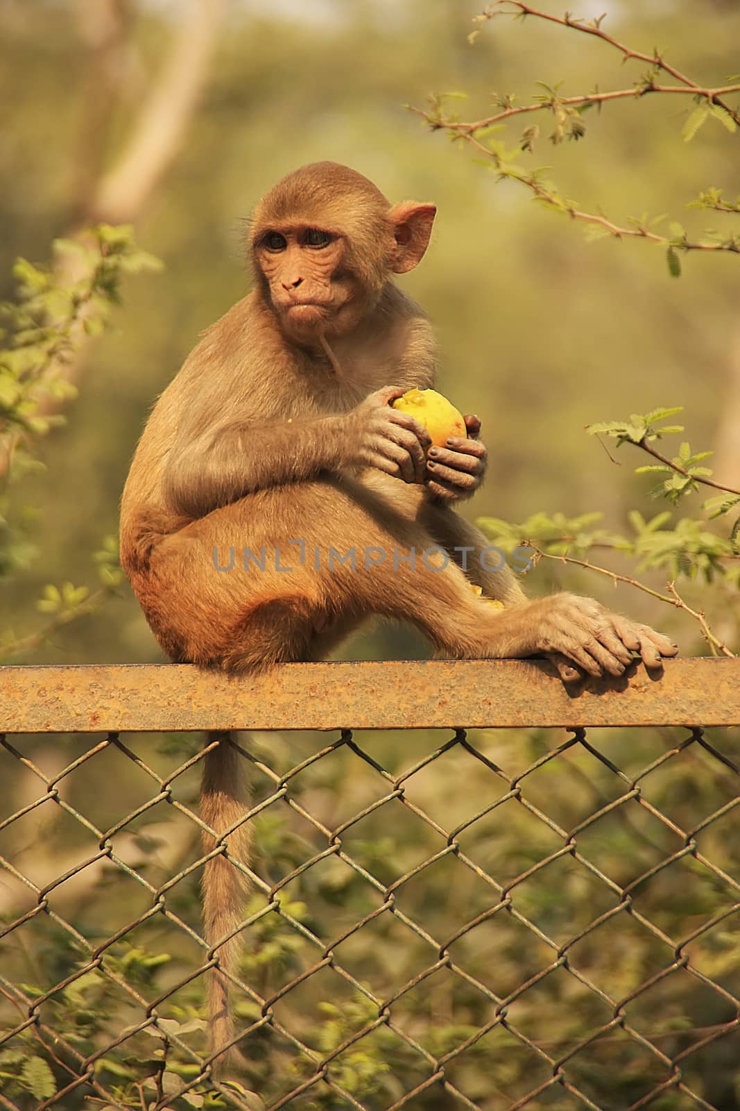 Rhesus Macaque eating an apple, New Delhi, India