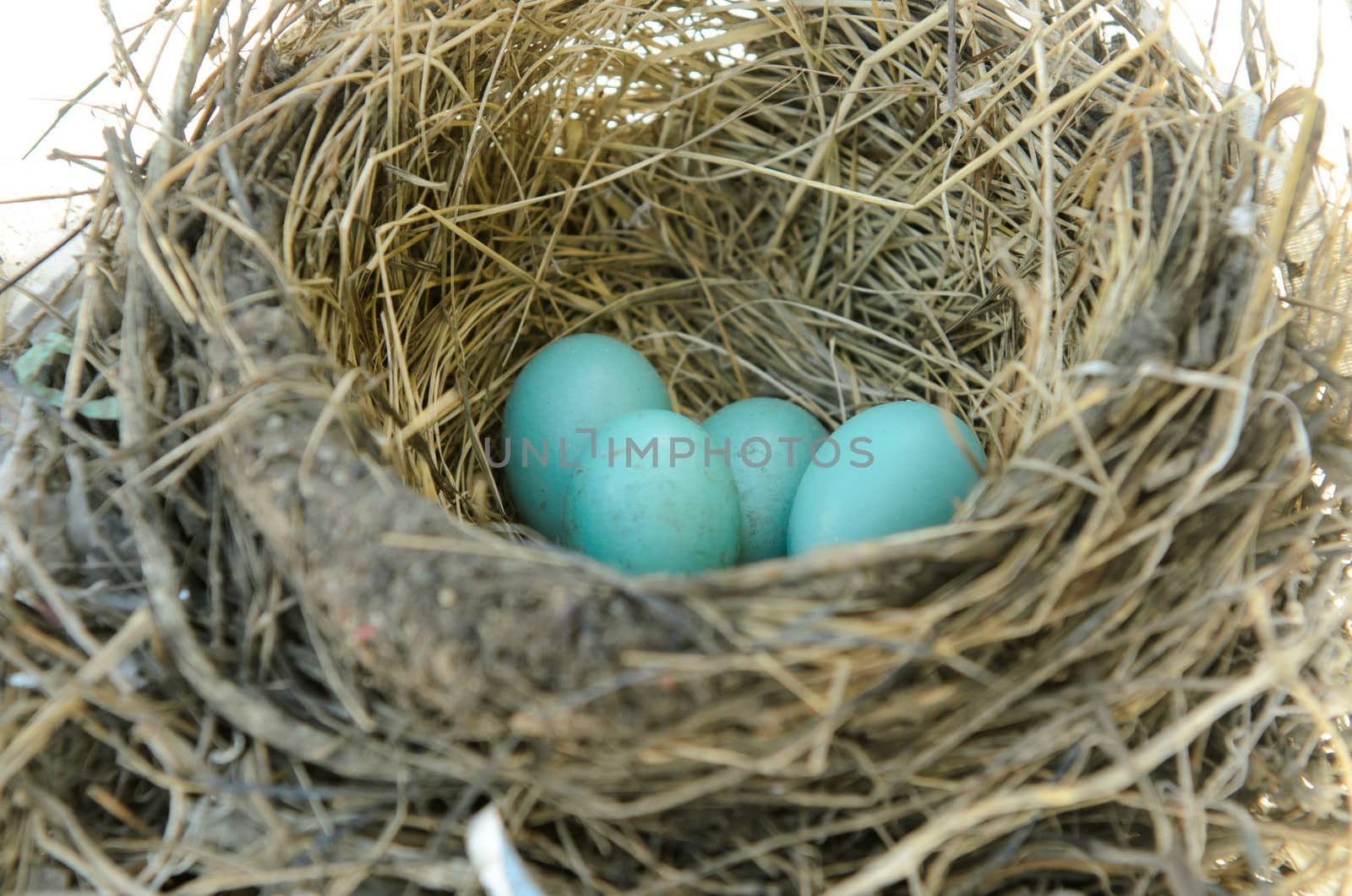 Robins nest with 4 eggs in it. Isolated on a white background.