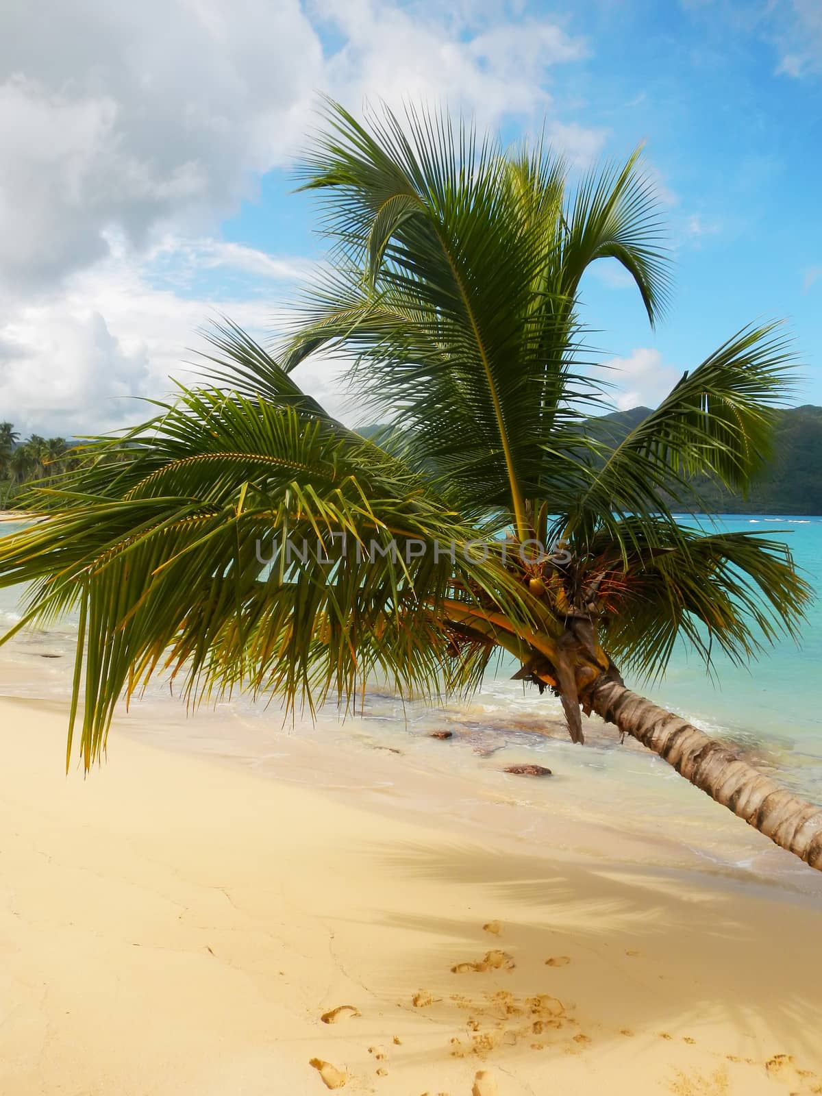 Leaning palm tree at Rincon beach, Samana peninsula, Dominican Republic