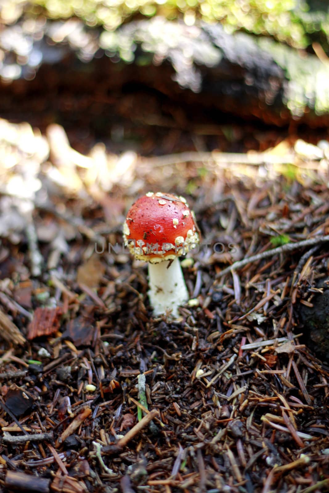 Red Poisoned Mushroom Growing In The Summer Forest