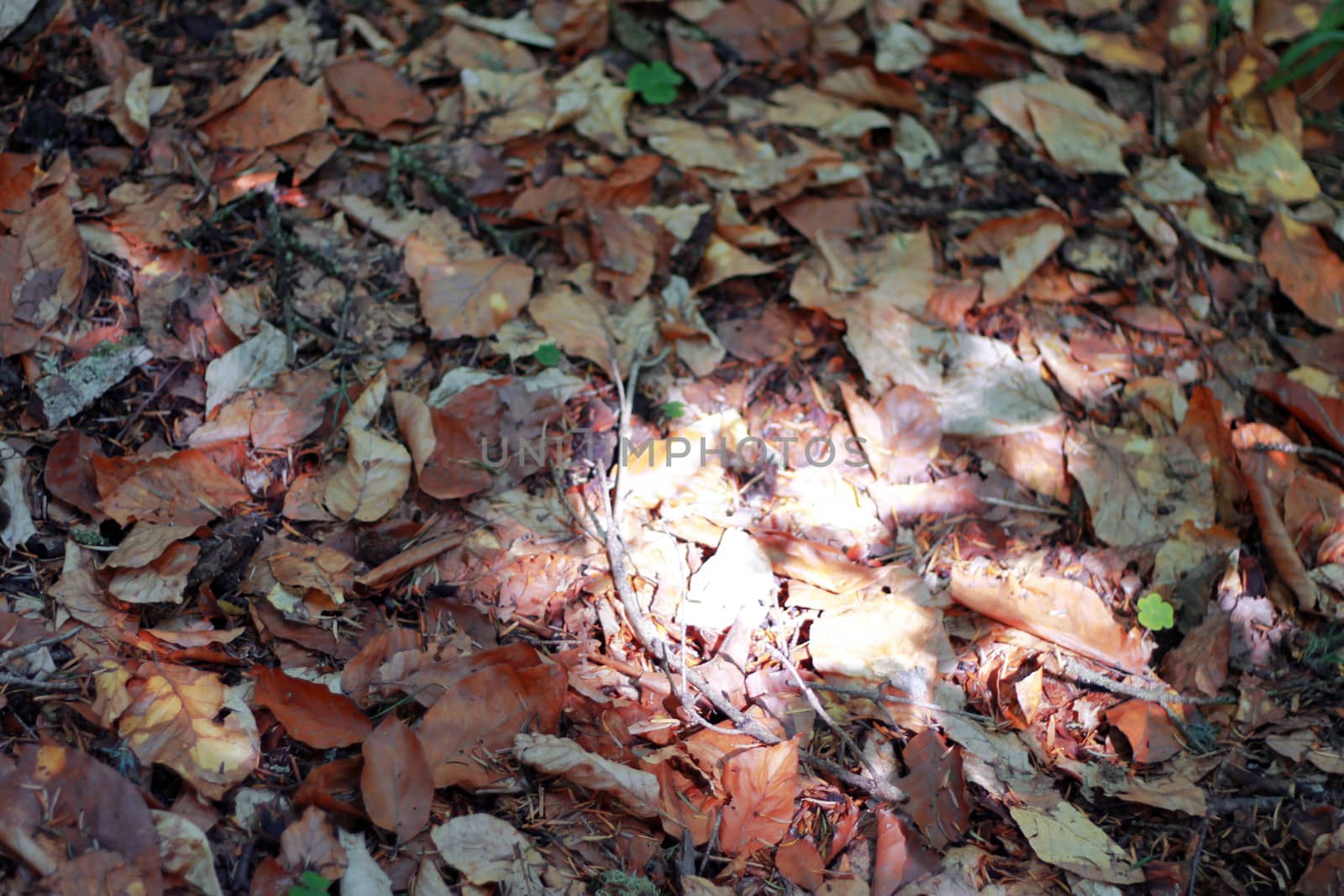 Yellow fallen autumn leaves on the ground
