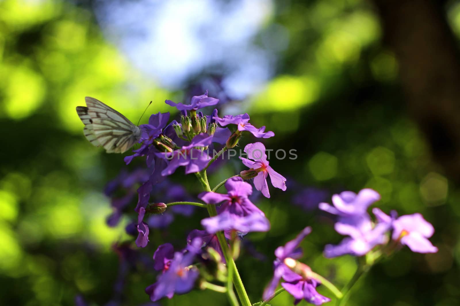 Butterfly on the blue flower on the summer meadow