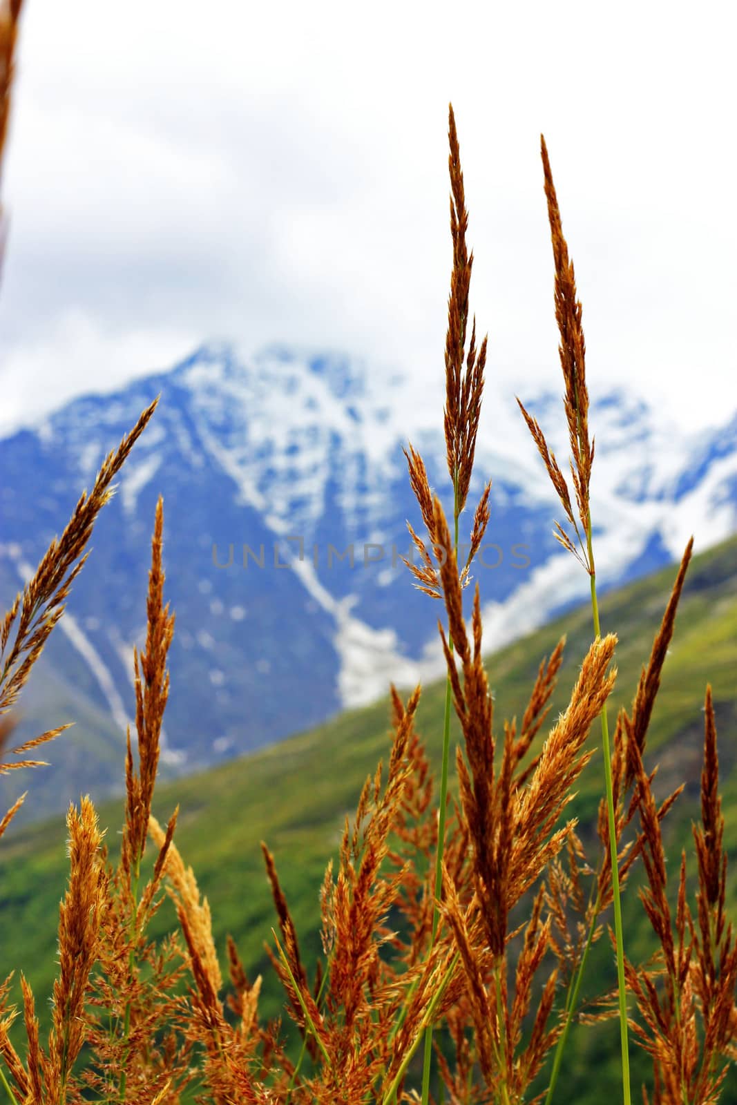 Ears of yellow grass growing on the meadow