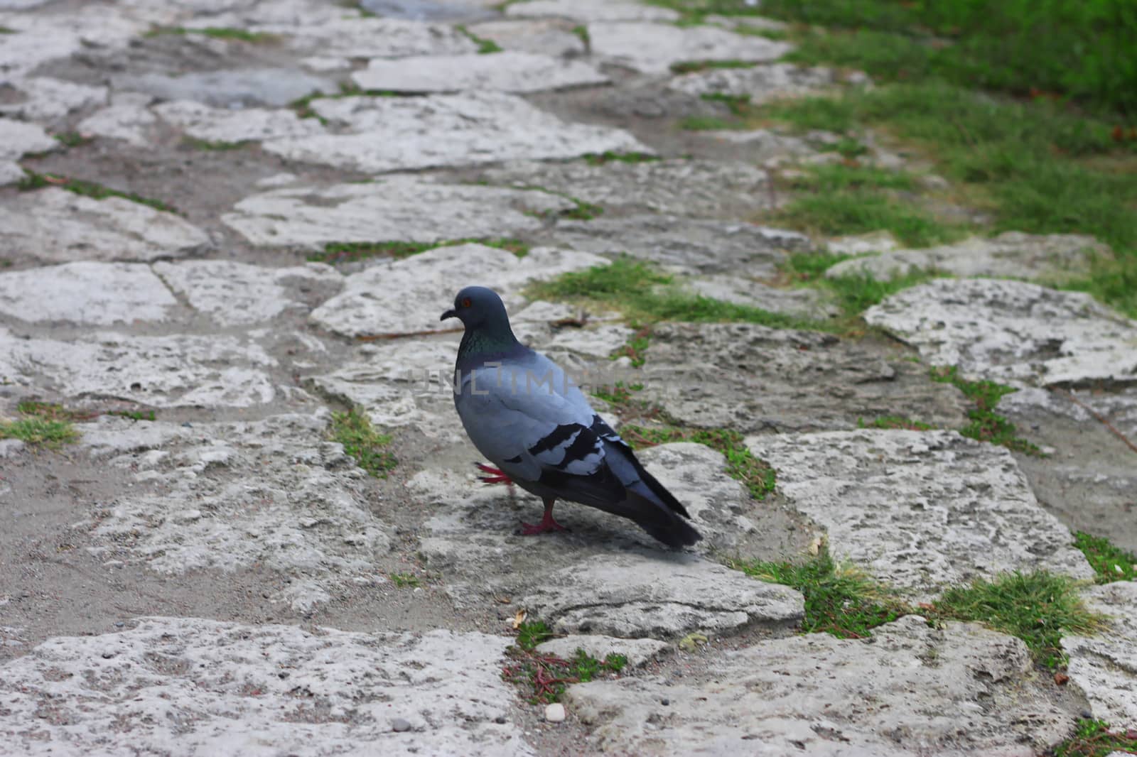Grey pigeon walking on the stone road