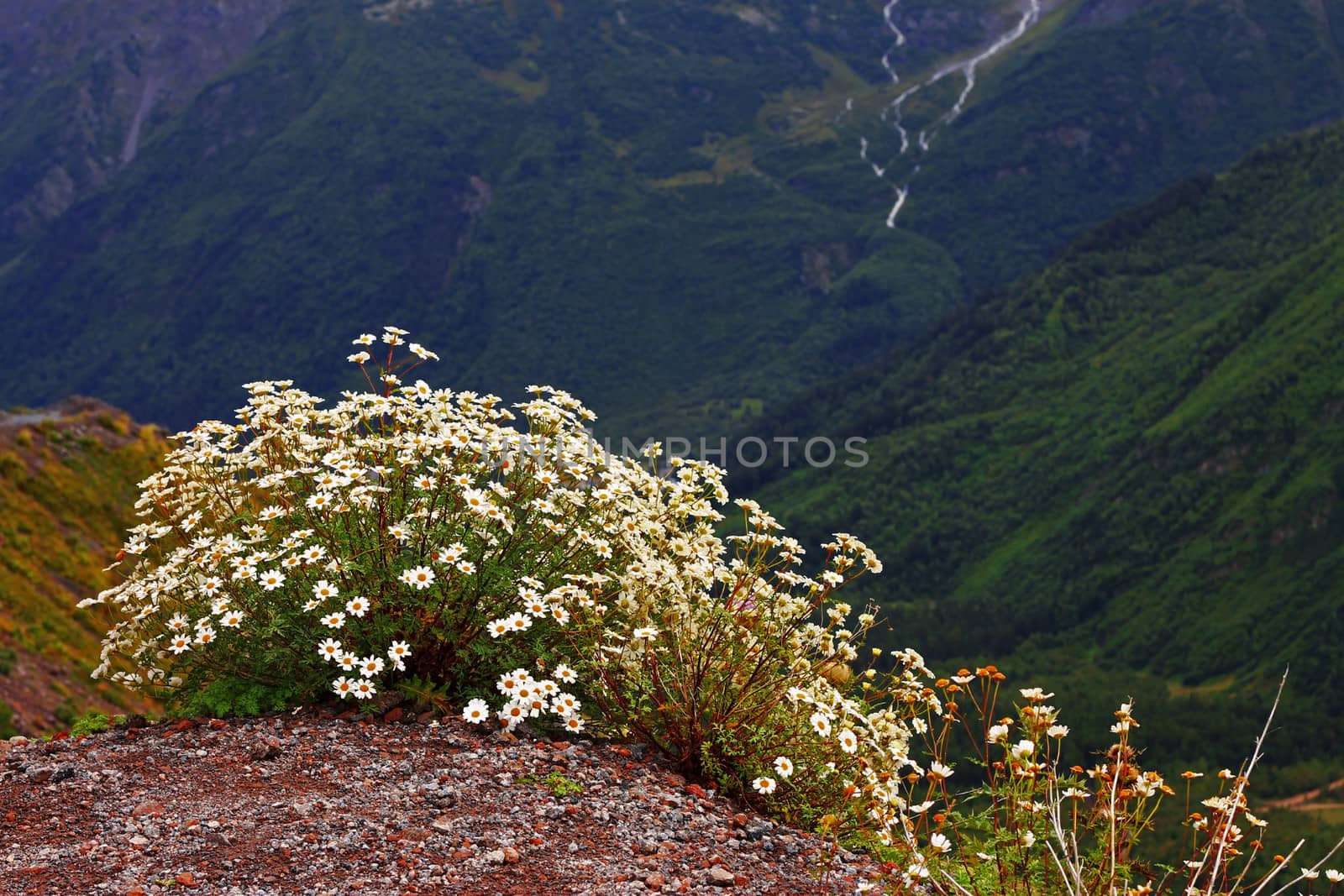 Caucasus mountain landscape and bush of camomiles