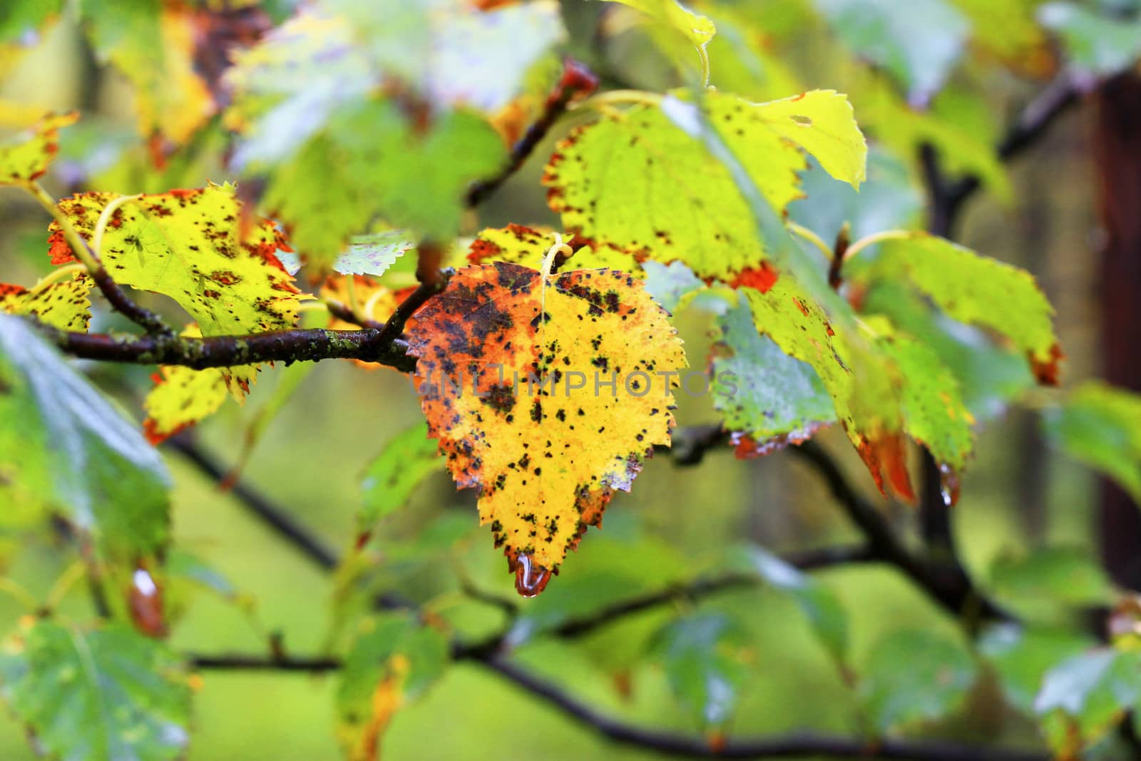 Wet leaves on the branch of the tree after rain