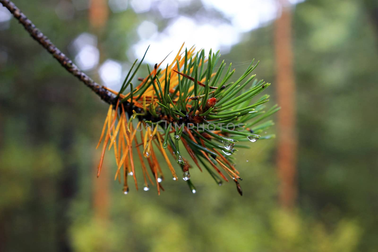Water drops on fir tree after rain