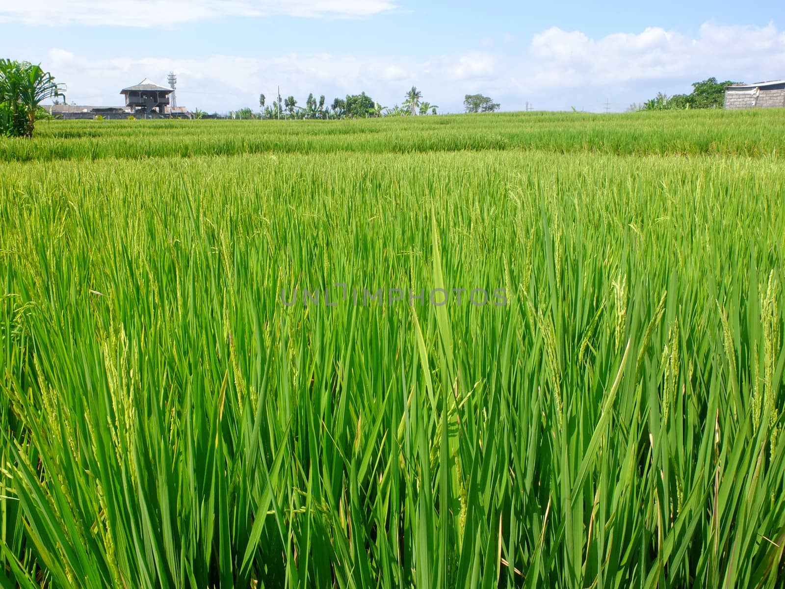 Rice field close up, Bali, Indonesia.