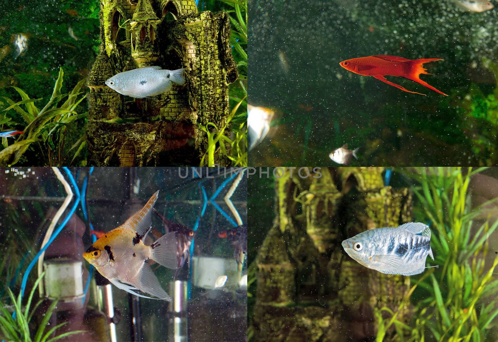 Aquarium fish: two-point gourami, gourami ordinary sword-bearer, the scalar koi