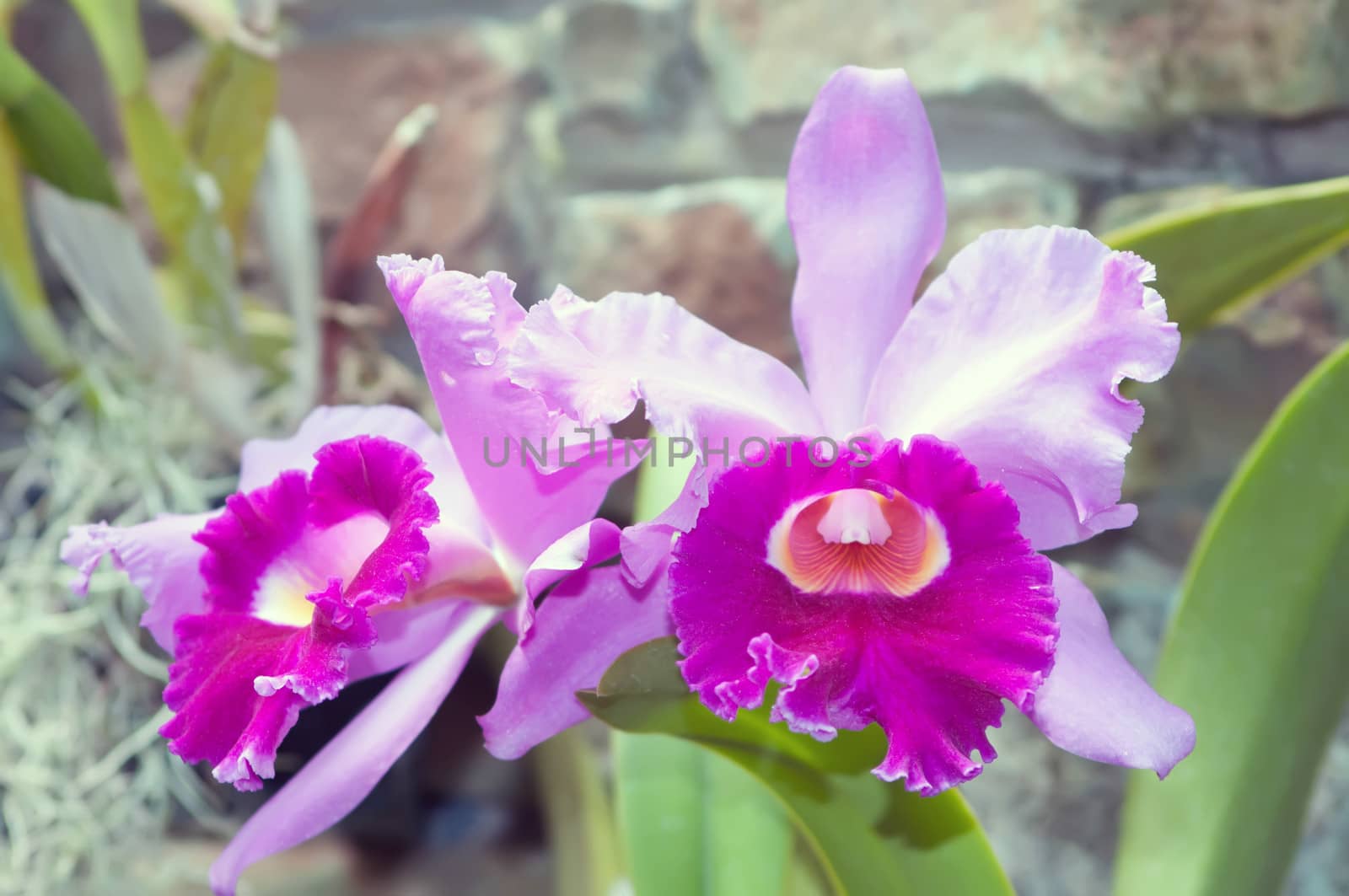 Beautiful purple orchid - phalaenopsis