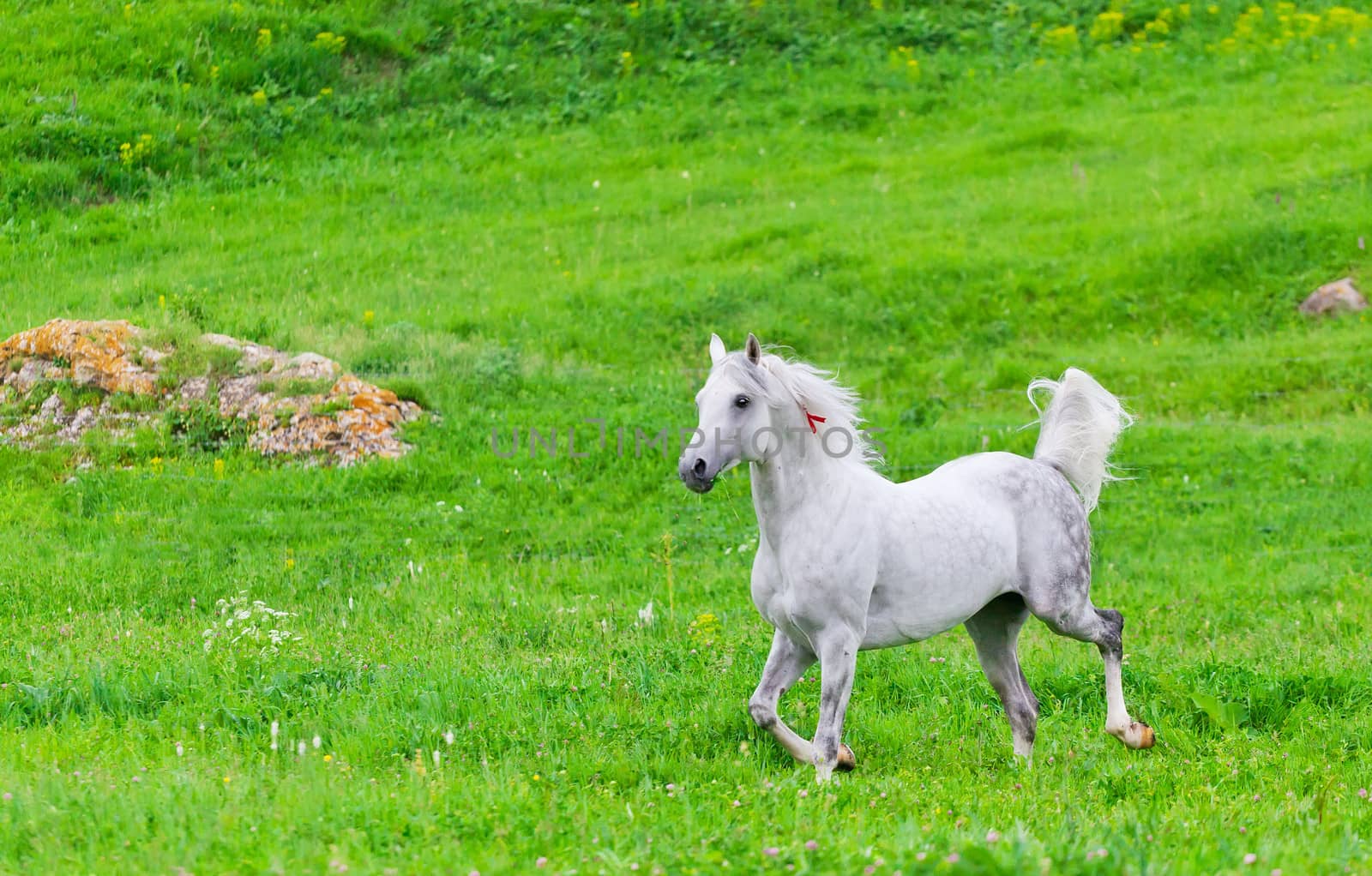 Gray Arab horse gallops on a green meadow by elena_shchipkova