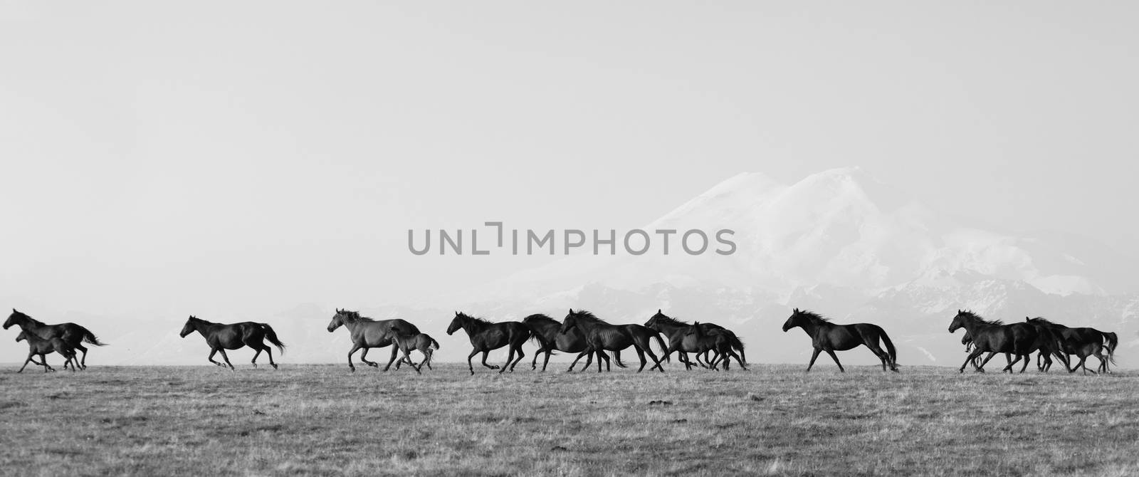 Herd of horses on a summer pasture. by elena_shchipkova