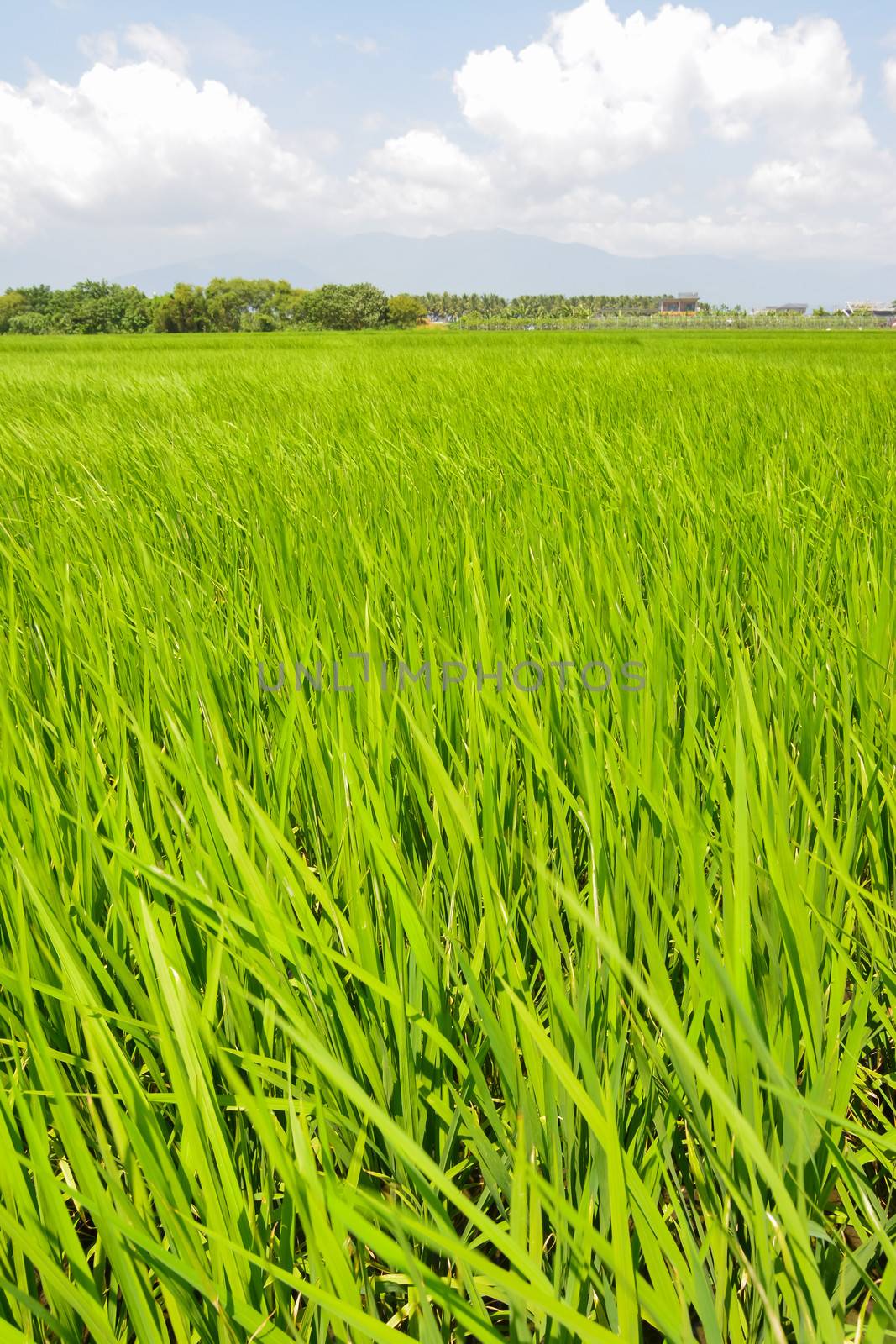 Rice farm in the country, Hualien, Taiwan, Asia