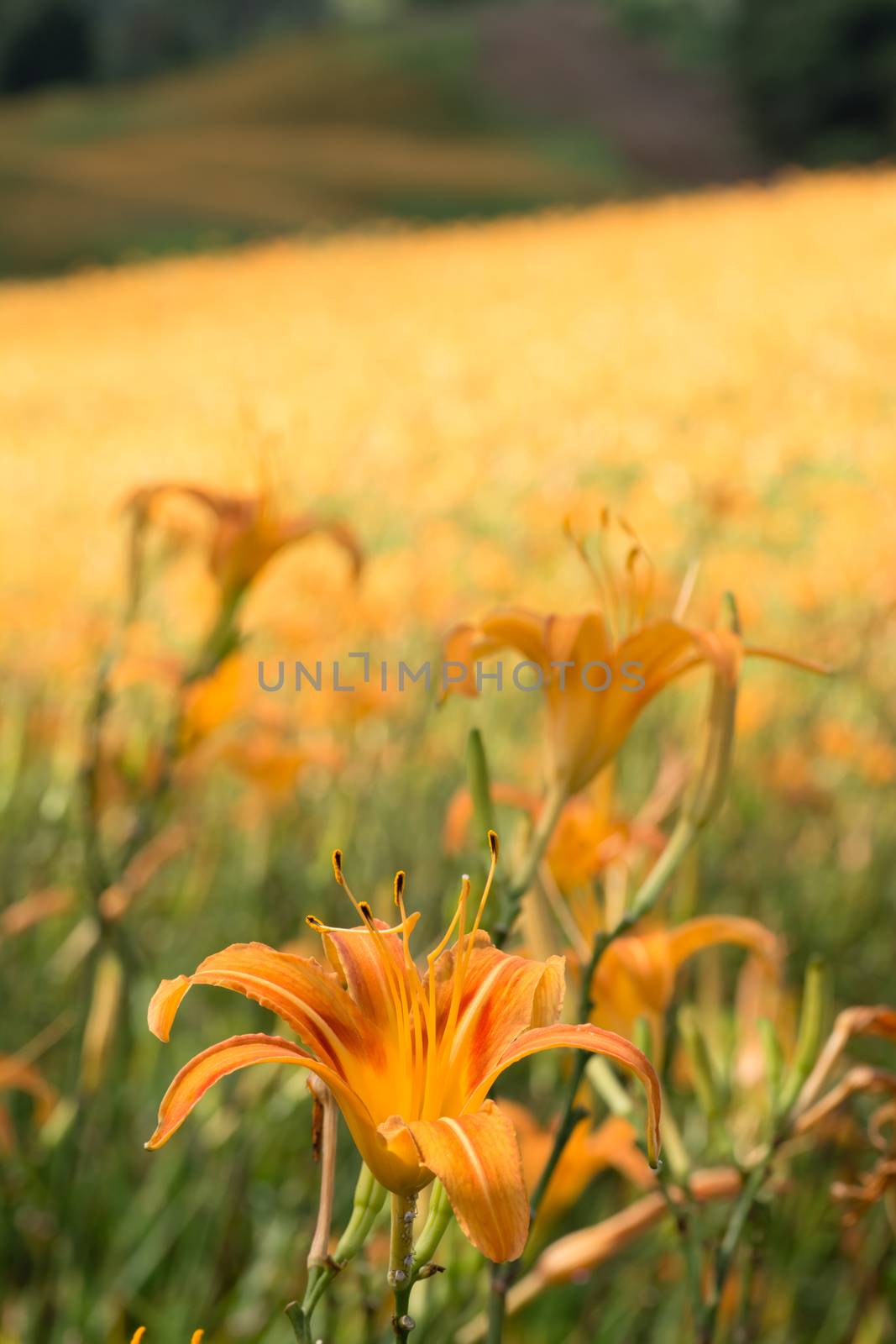 Field of tiger lily flowers.