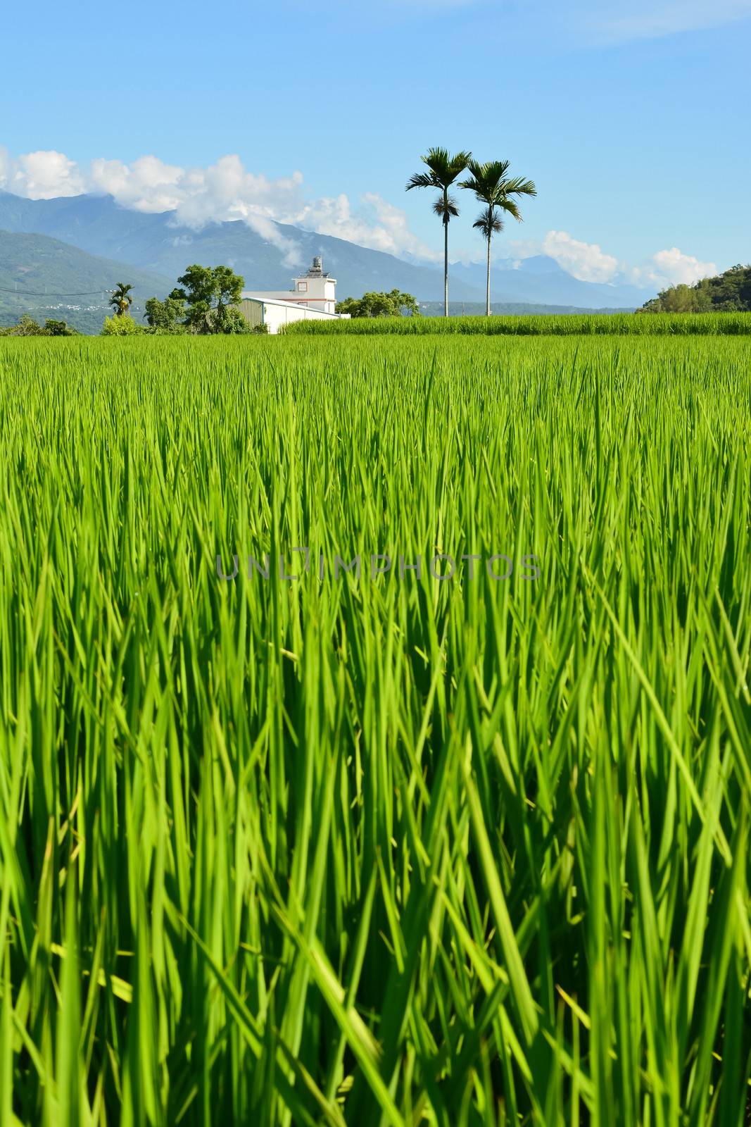 Rice farm in the country, Hualien, Taiwan, Asia