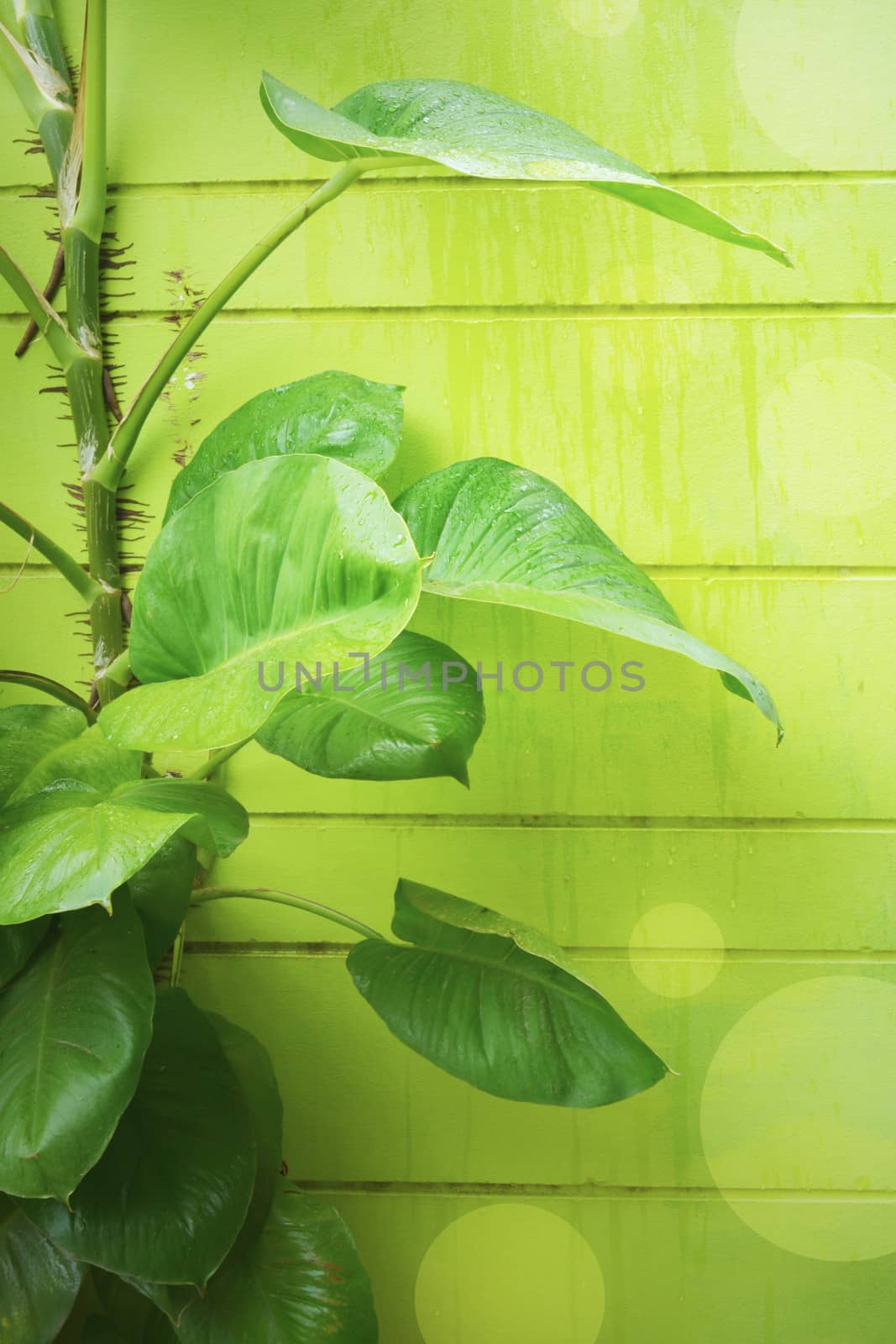 Ivy on the green wall.